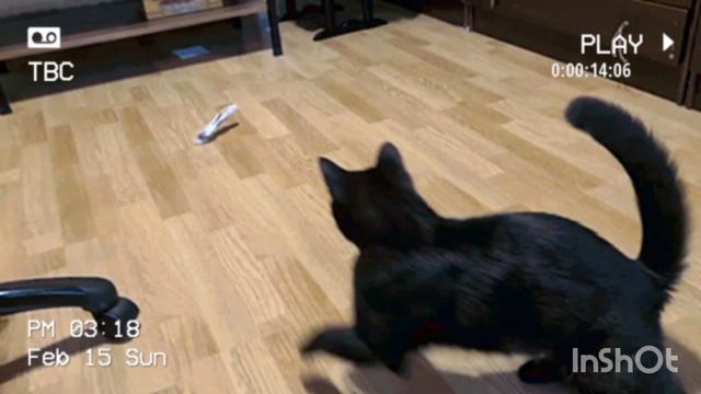 ИГРАЕМ ВЕСЕЛИМСЯ УЧИМСЯ ПРИНОСИТЬ ДОБЫЧУ И ДЕЛИТЬСЯ смотреть онлайн