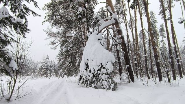 Заснеженный лес. ч.3. Февраль 2026 смотреть онлайн