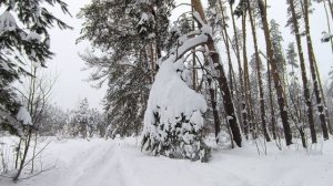 Заснеженный лес. ч.3. Февраль 2026