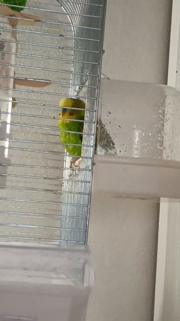 Волнистый попугай Федя купается