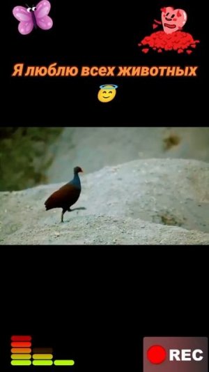 Животные приколы и не только😅