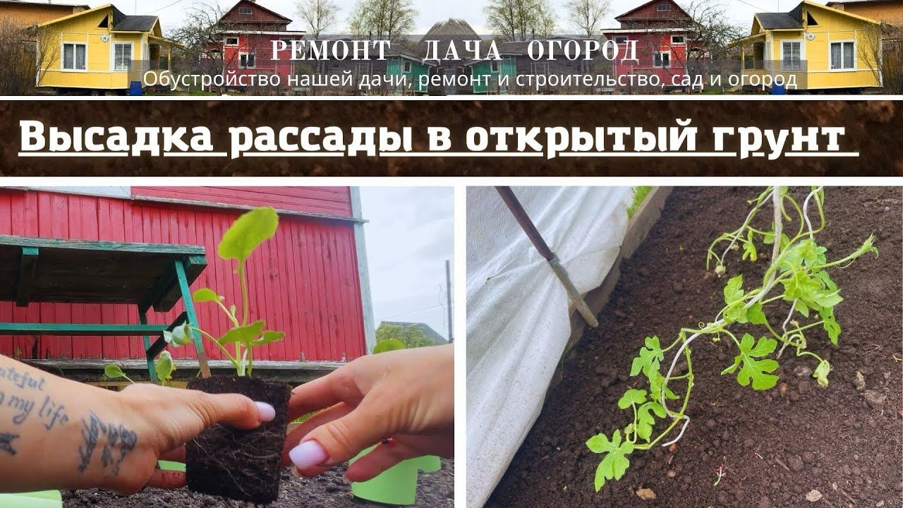 Посадка в открытый грунт рассады капусты брокколи, арбузов и перцев.