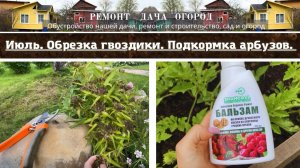 Приводим участок в порядок. Обрезка турецкой гвоздики. Подкормка арбузов. Середина июля.