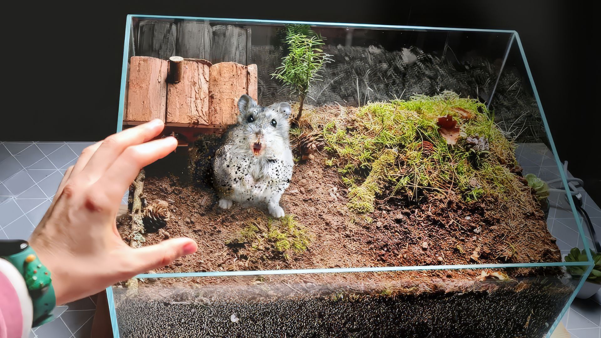 СТЕПА ОДИЧАЛ В ПОДЗЕМНОМ ТЕРРАРИУМЕ смотреть онлайн