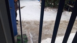 дедушка и белки