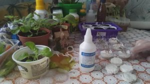 Чем Обработать Семена Перед Посевом!!!