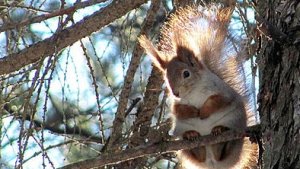 Чеза и Злата по белке