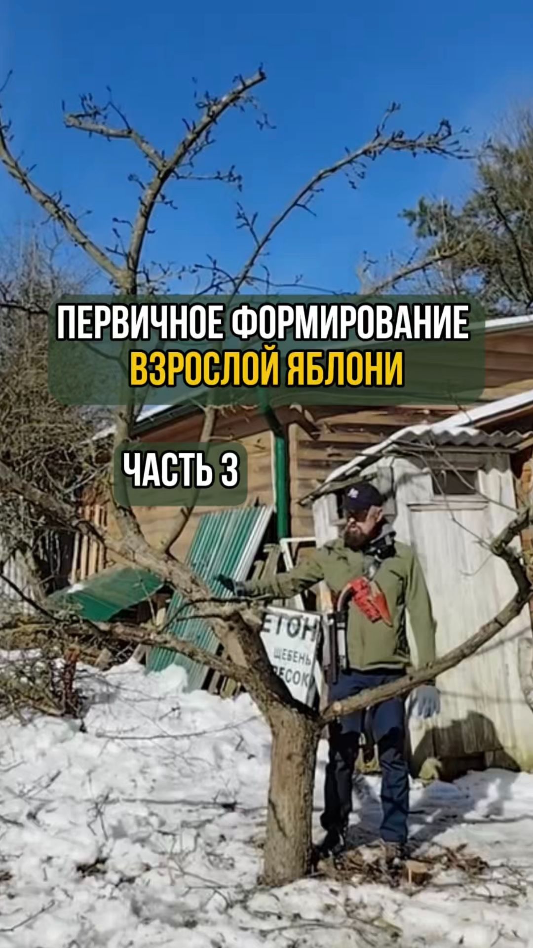 Первичное формирование взрослой яблони. Часть 3 смотреть онлайн
