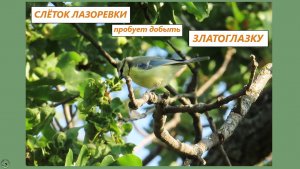 Слеток лазоревки пытается съесть златоглазку 25.07.25