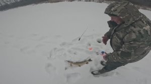 Жор щуки на жерлицы зима 2026г.