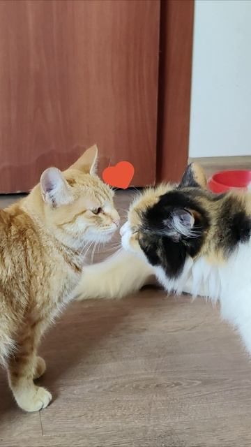 Приятная встреча. #кошки