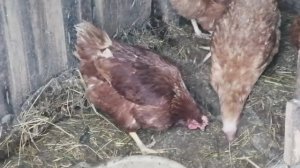 В курятник за яйцами к соседям! 🐓 🐔 🐥