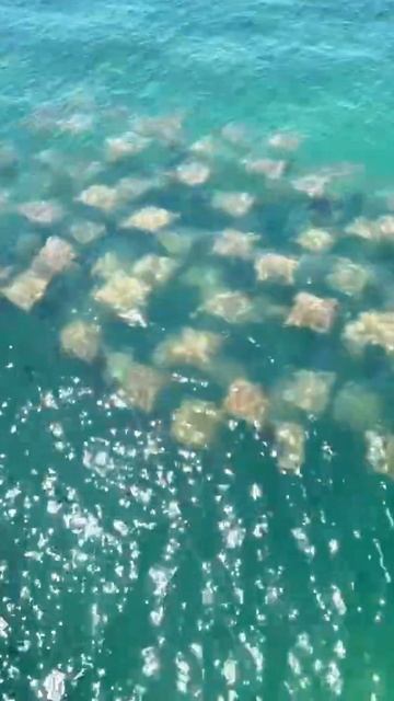 Стая Скатов 