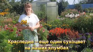 Краспедия – еще один сухоцвет на наших клумбах