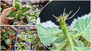 Результаты укоренения черенков плектрантуса Форстера в грунте и воде.