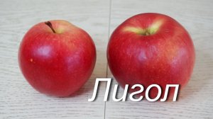 Сорт яблони Лигол