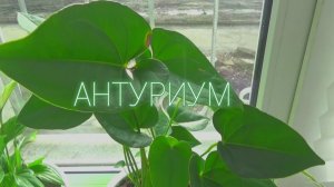 АНТУРИУМ,пересаживаем цветок мужское счастье