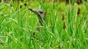 Бешеный дятел