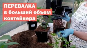 ПЕРЕВАЛКА метельчатых гортензий В БОЛЬШИЙ ОБЪЕМ контейнера
