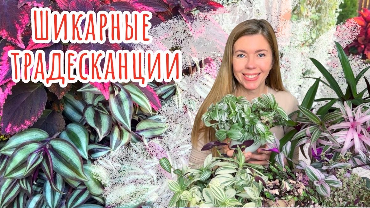 Самые неприхотливые и красивые растения для украшения сада - ТРАДЕСКАНЦИИ смотреть онлайн