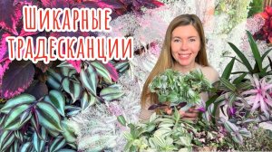 Самые неприхотливые и красивые растения для украшения сада - ТРАДЕСКАНЦИИ