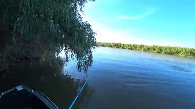 ТРОФЕЙ ВЛЕТЕЛ НА ЗАКАТЕ. РЫБАЛКА НА САЗАНА. На донку и червя, жмых, макуха смотреть онлайн