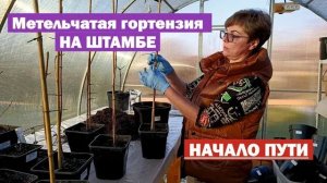 Метельчатая гортензия НА ШТАМБЕ — НАЧАЛО ПУТИ