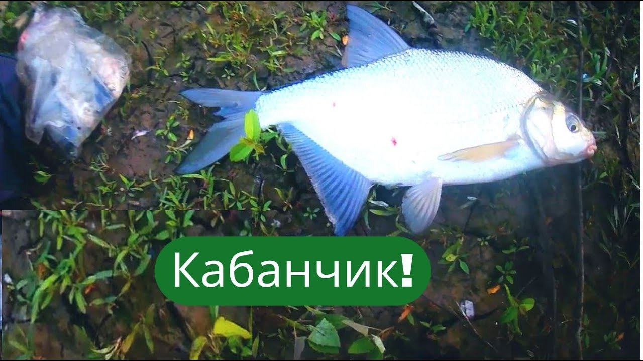 ✔ЗДОРОВЕННЫЙ лещ. ХОРОШИЙ язь, сопа Рыбалка 2022 ✔