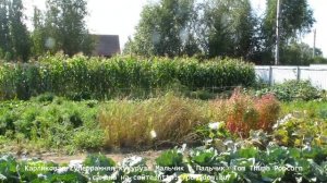 Кукуруза Мальчик с Пальчик Tom Thumb Popcorn