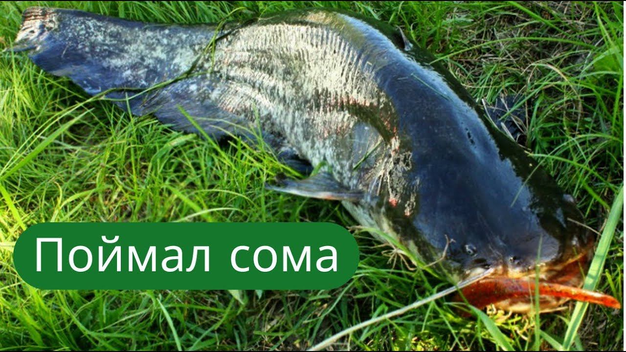 ✔ ХОРОШАЯ рыбалка в начале лета . Сом, сопа, окуни, голавлики и ерши ✔