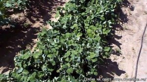 Горох Мальчик С Пальчик — Tom Thumb Pea