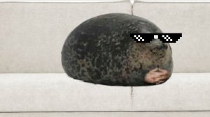 Тюленем и ИГРАЕМ в множество игр(ОБЩЕНИЕ СО ЗРИТЕЛЯМИ И ПОДПИСЧИКАМИ)