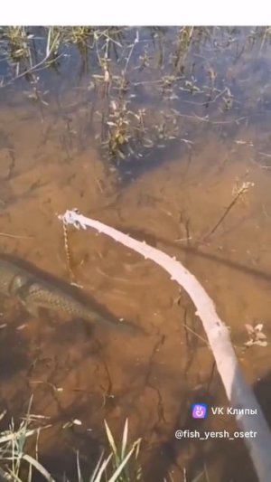 Какой красавец стоит!