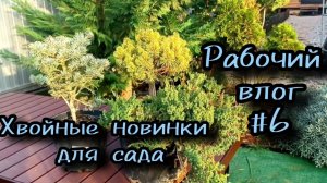 Хвойные новинки для сада. Прощаемся с туей. Посадка пихты, горной сосны и можжевельника. Ржавый МАФ.