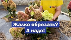 Насколько важна обрезка для МЕТЕЛЬЧАТОЙ ГОРТЕНЗИИ? // Простая обрезка = роскошный куст