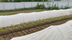 Крестоцветная Блошка 30-тилетний опыт борьбы!