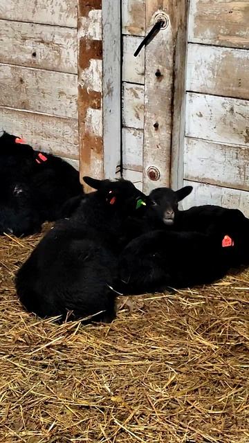 Мальчики в зелёном, девочки в розовом. Кто есть кто? 🟢🌸