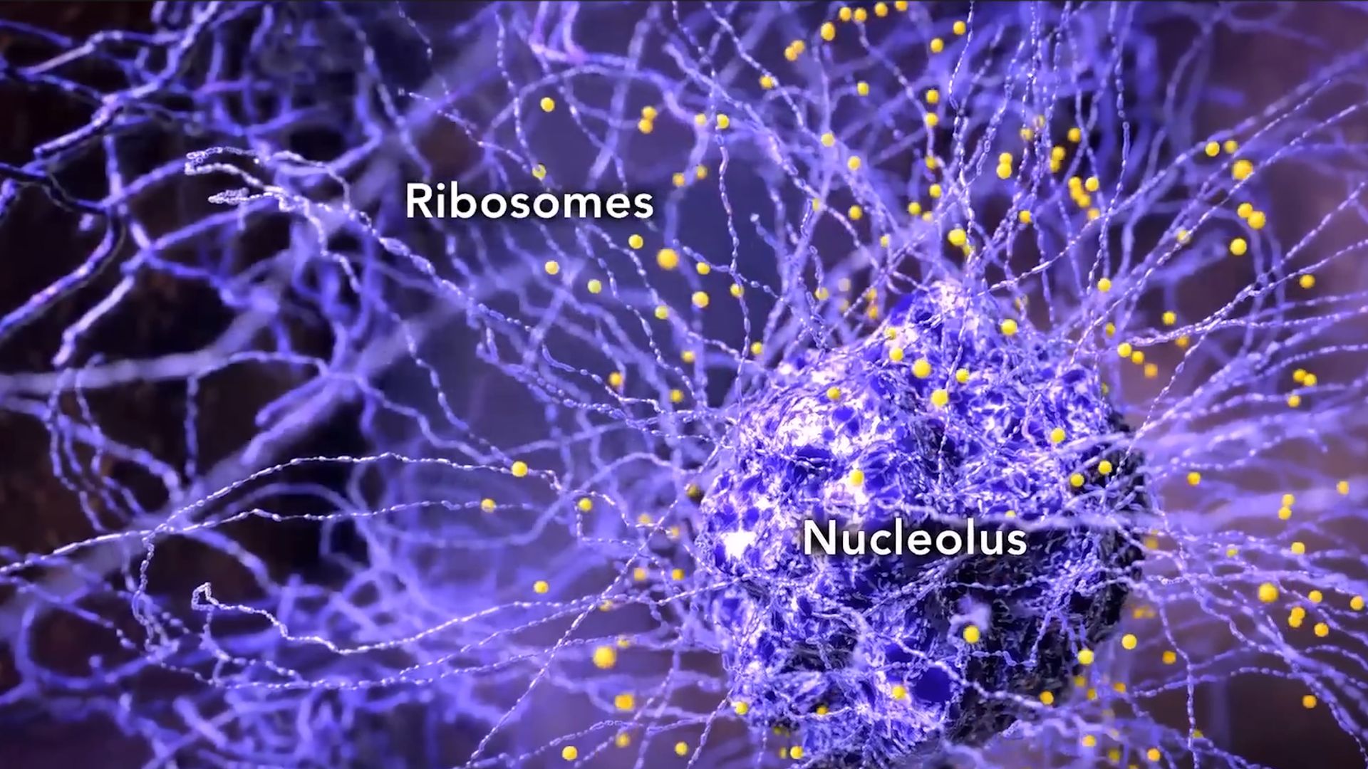 Обзор структуры клетки смотреть онлайн
