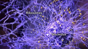 Обзор структуры клетки