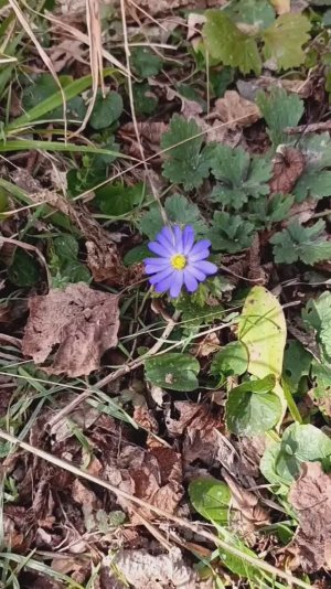 Кипарисовое озеро Сукко: все первоцветы занесены в Красную книгу Краснодарского края. Штраф до 5000₽