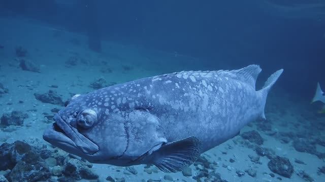 Групер Гуаса. Зебровая акула. Черепаха бисса. Океанариум РИО смотреть онлайн