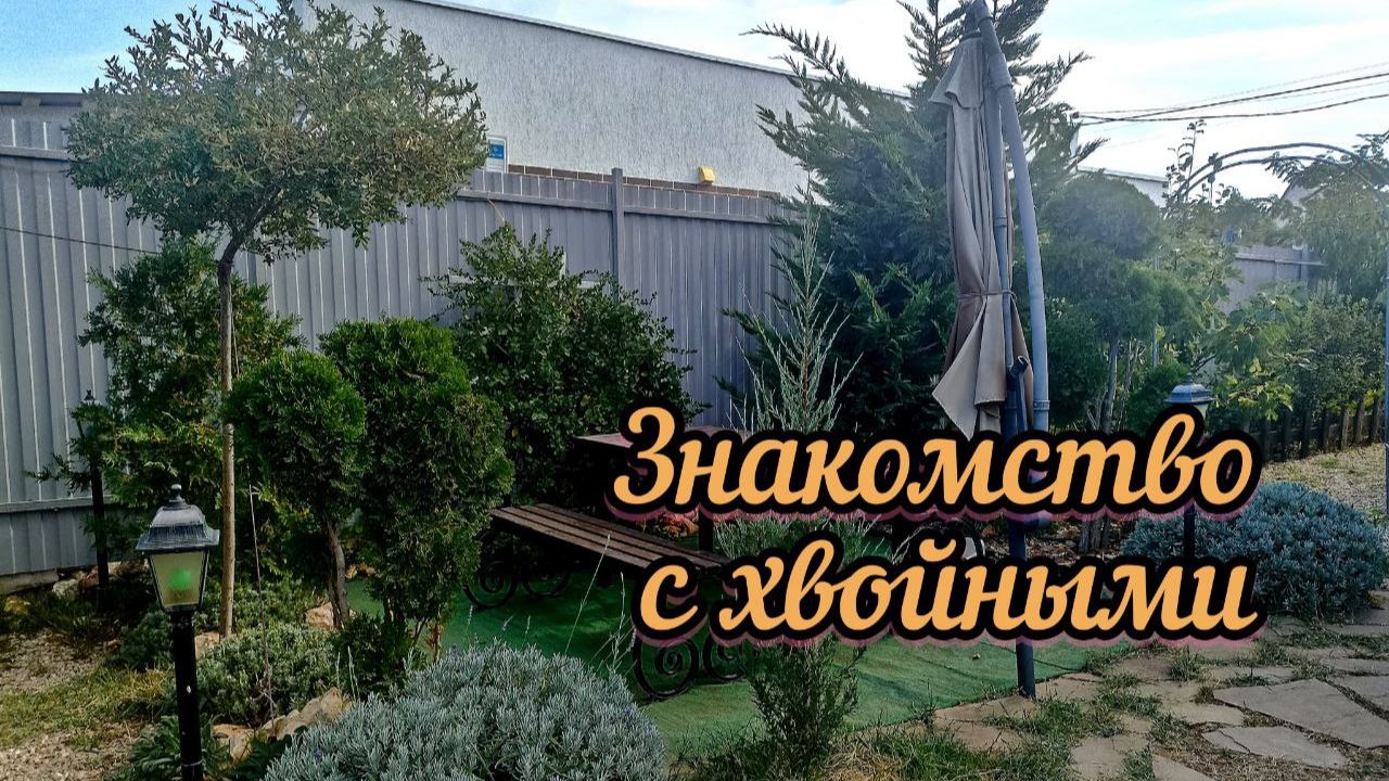 Какие хвойные растут в моём саду_ Осень. Обзор хвойных растений южного сада #2