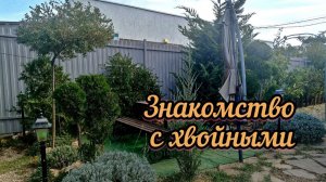 Какие хвойные растут в моём саду_ Осень. Обзор хвойных растений южного сада #2