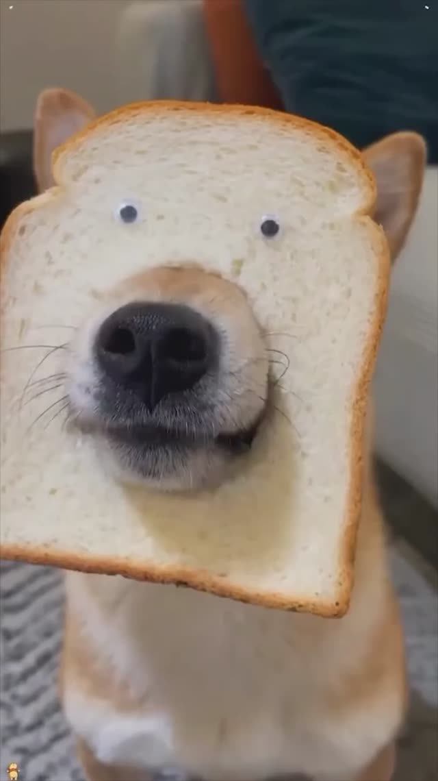 Уморительные псы! смотреть онлайн