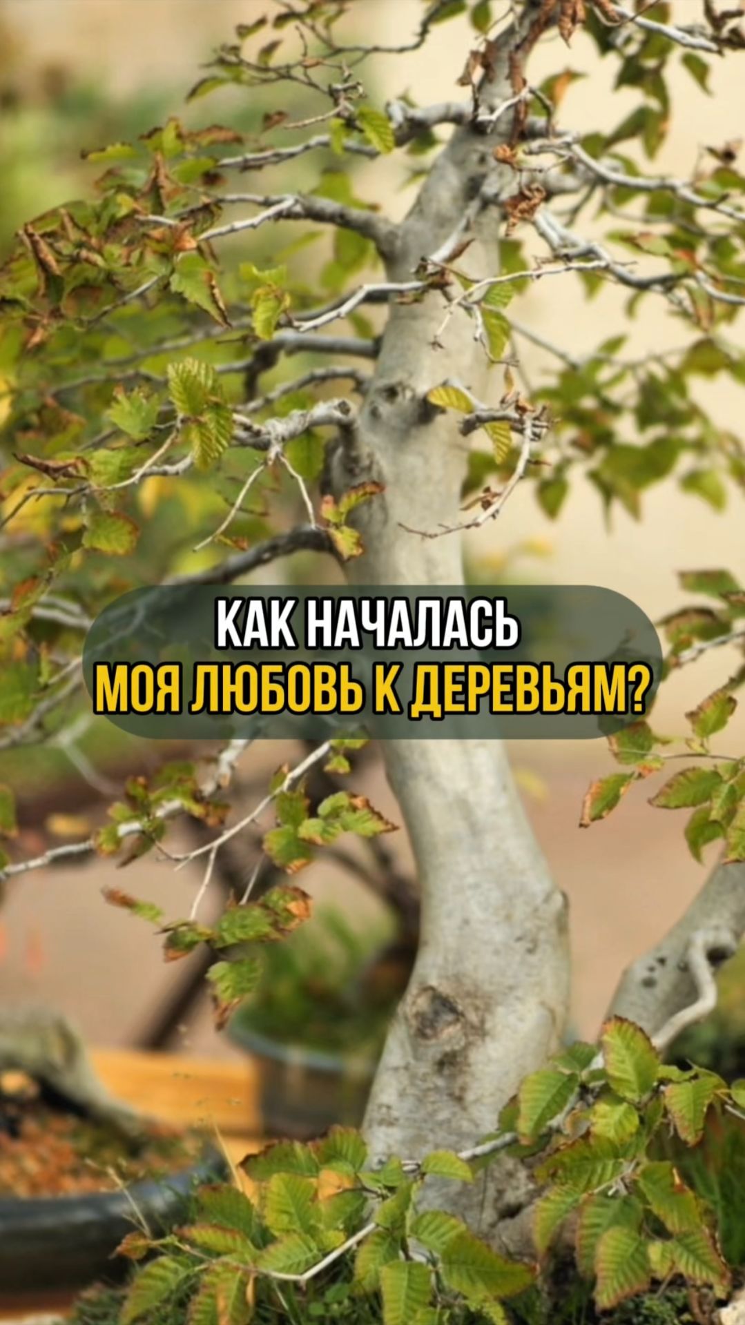 Как начиналась моя любовь к деревьям смотреть онлайн