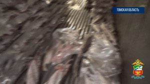 Транспортная полиция Томска уличила двух мужчин в незаконном вылове рыбы на 3,7 млн рублей