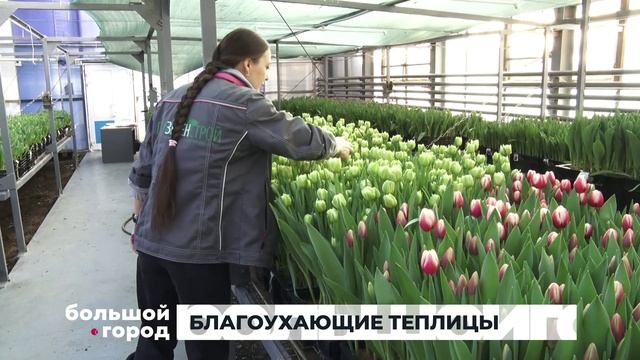 БЛАГОУХАЮЩИЕ ТЕПЛИЦЫ. Большой город 16/02/2026