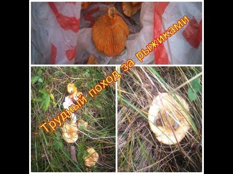 Трудный поход за рыжиками 02. 09. 2020 г.