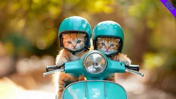 DJ.D - Загадай желание