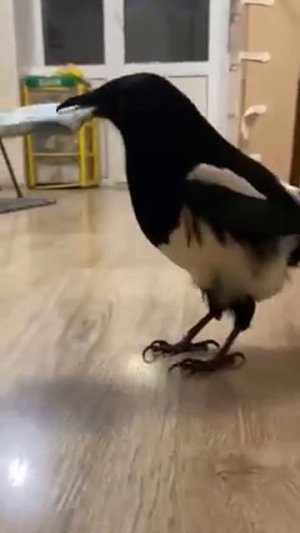 Была бы у меня такая сорока... 😁😁